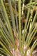 image of Cycas circinalis