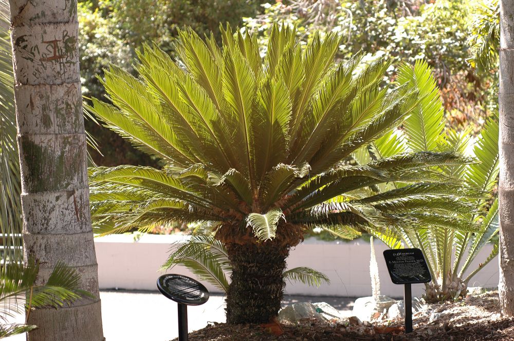 Cycadaceae Cycas revoluta