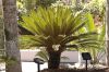 image of Cycas revoluta
