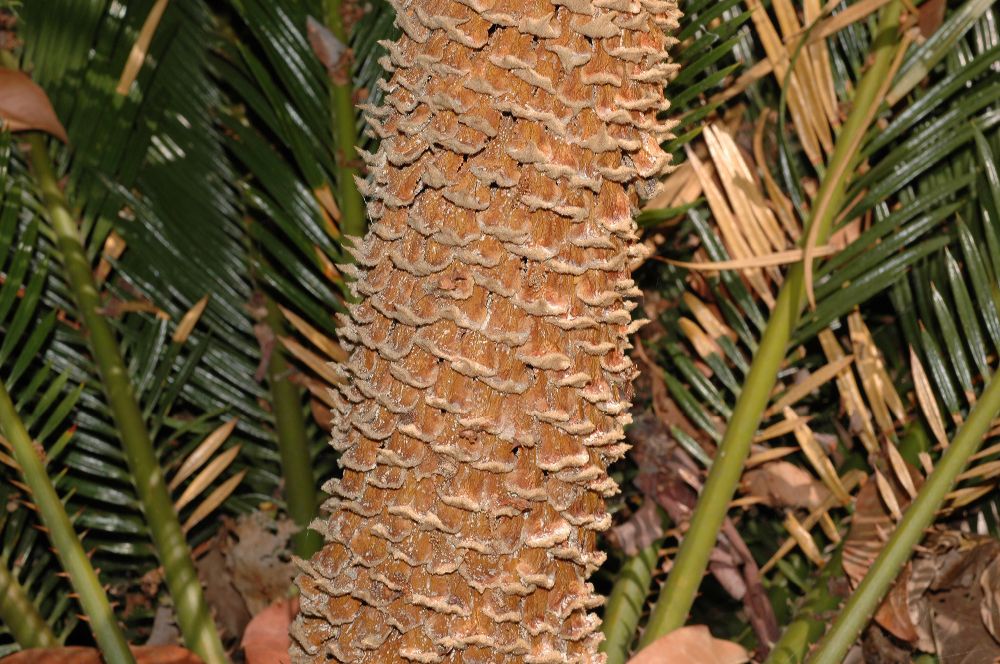 Cycadaceae Cycas revoluta