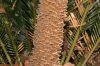 image of Cycas revoluta