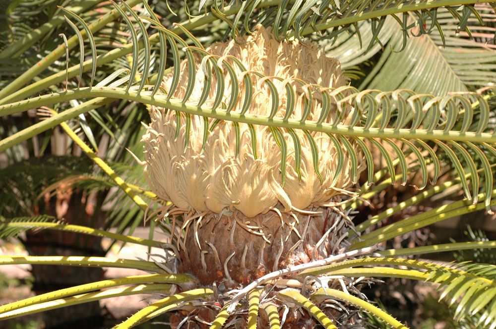 Cycadaceae Cycas revoluta