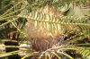 image of Cycas revoluta