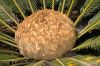 image of Cycas revoluta
