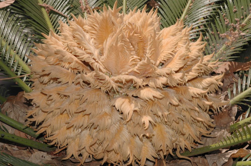 Cycadaceae Cycas revoluta