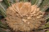 image of Cycas revoluta