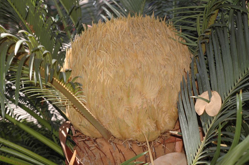 Cycadaceae Cycas revoluta