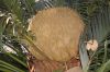 image of Cycas revoluta