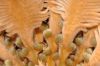 image of Cycas revoluta