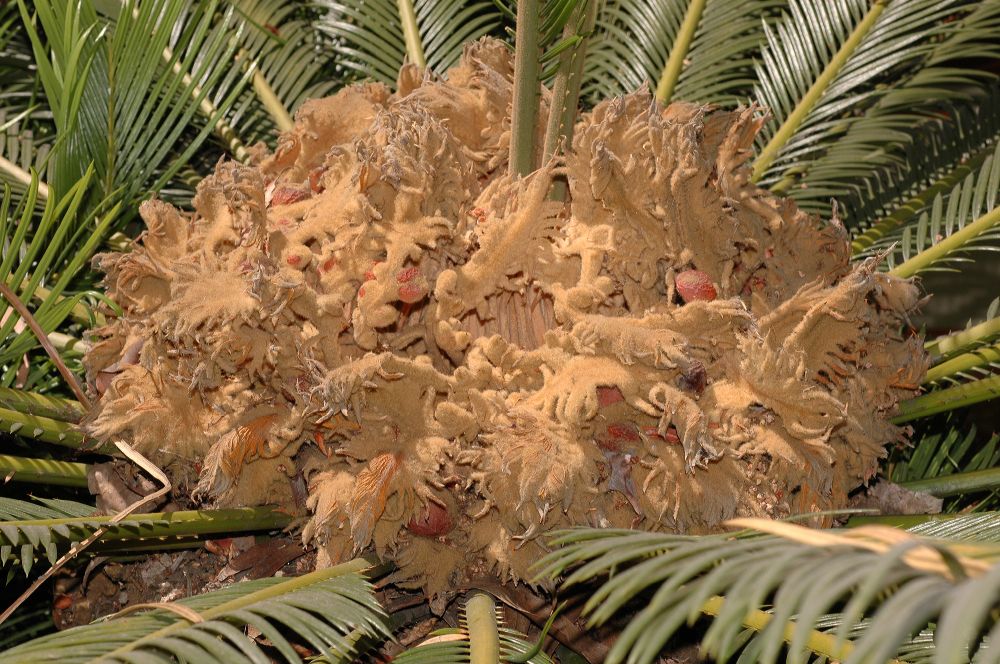 Cycadaceae Cycas revoluta