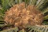 image of Cycas revoluta