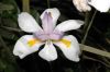 image of Dietes iridoides