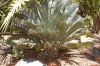 image of Encephalartos princeps