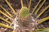 image of Encephalartos pterogonus