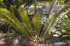image of Encephalartos pterogonus