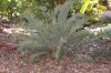 image of Encephalartos trispinosus