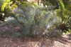 image of Encephalartos trispinosus