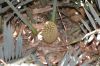 image of Encephalartos trispinosus