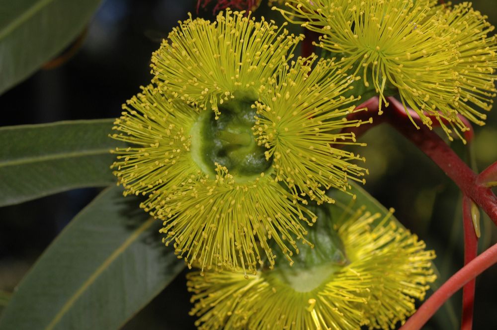 Myrtaceae Eucalyptus 