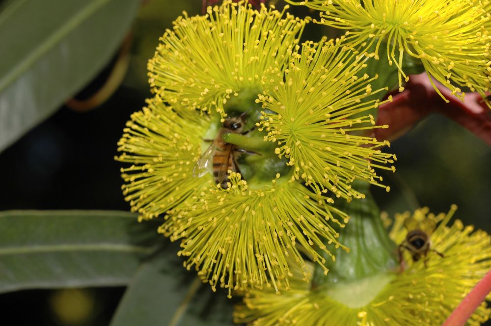 Myrtaceae Eucalyptus 