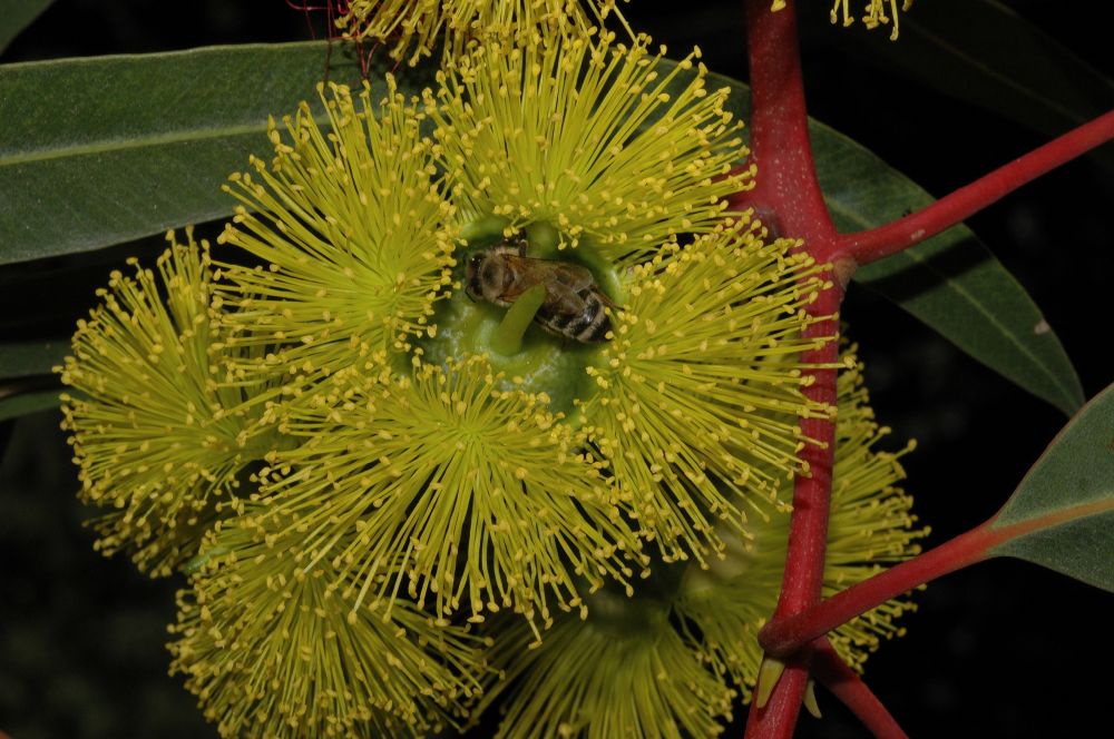 Myrtaceae Eucalyptus 