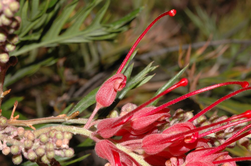 Proteaceae Grevillea 