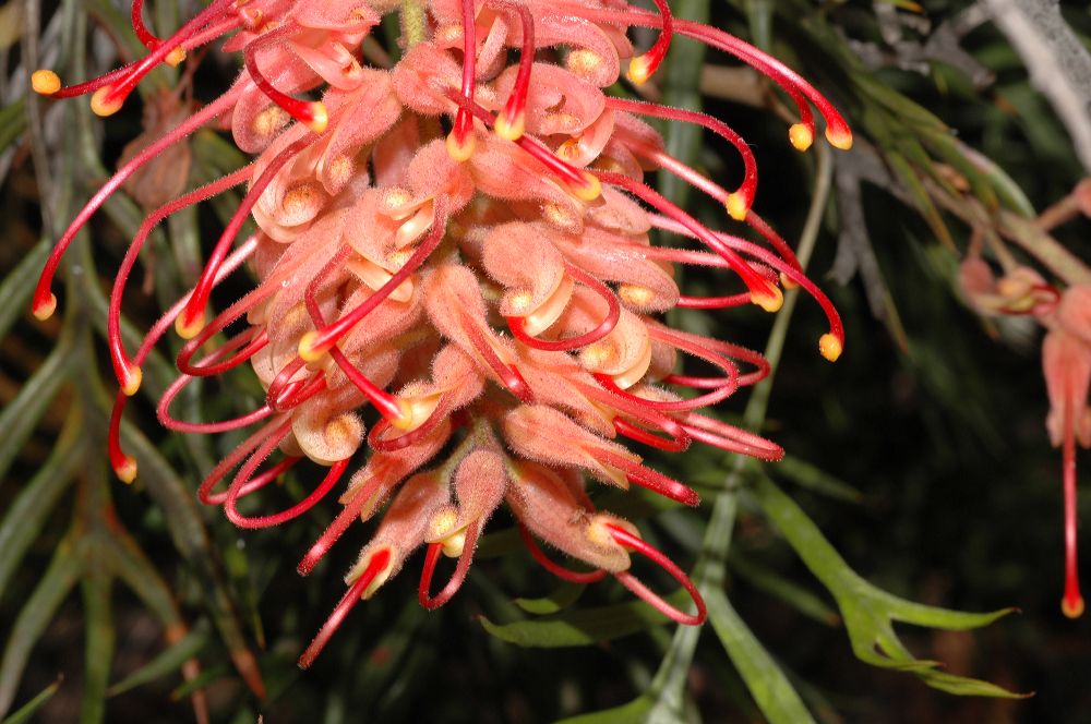 Proteaceae Grevillea 