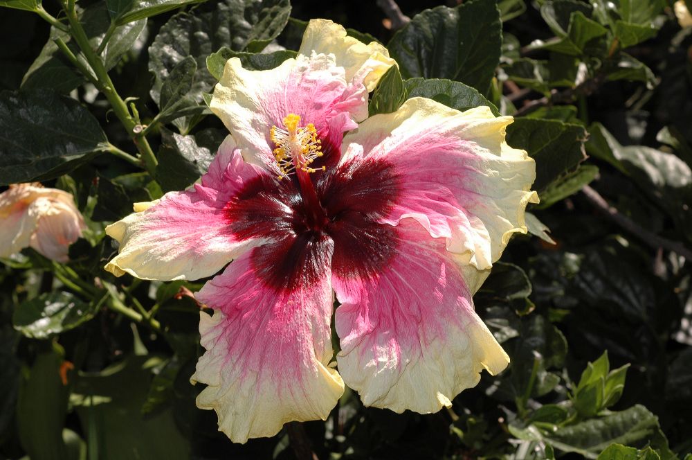 Malvaceae Hibiscus 