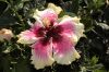 image of Hibiscus 