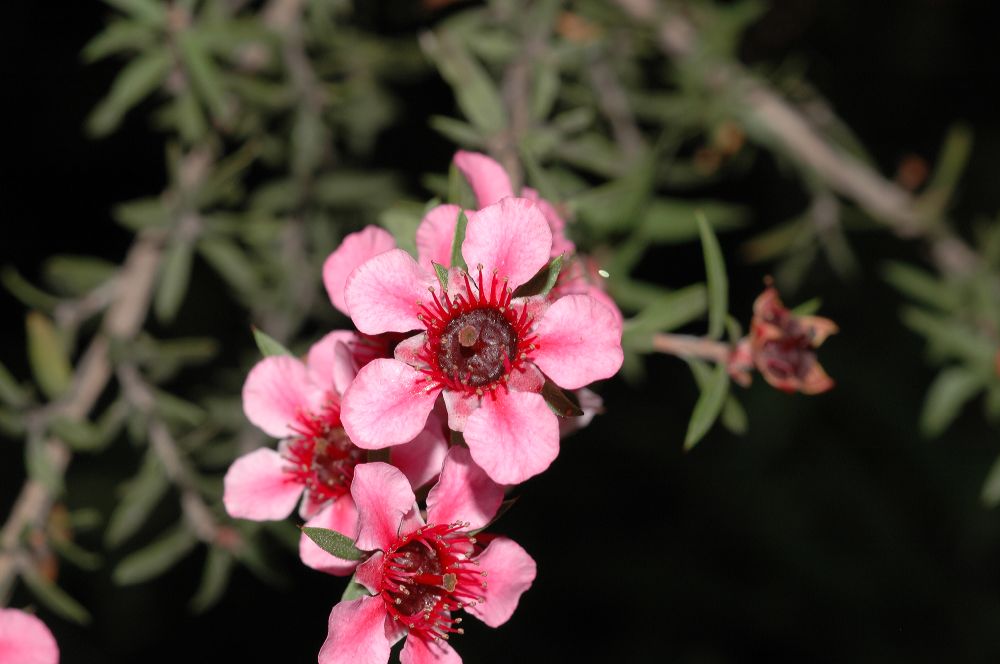 Myrtaceae Leptospermum 