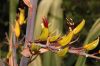 image of Phormium cookianum