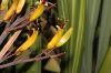 image of Phormium cookianum