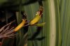 image of Phormium cookianum