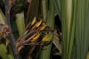 image of Phormium cookianum