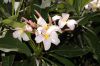 image of Plumeria 