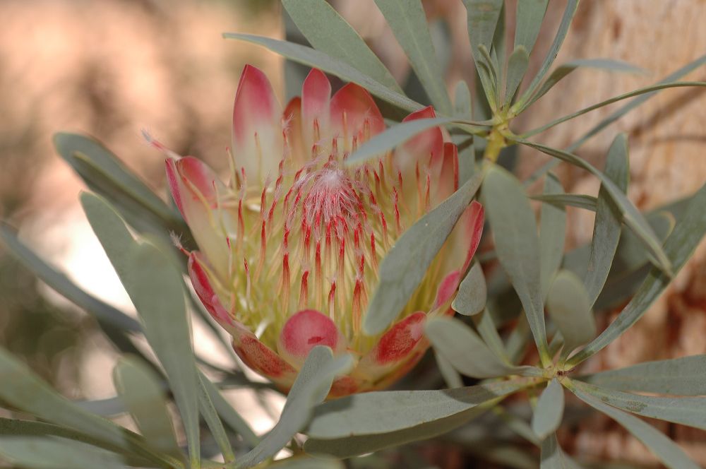 Proteaceae Protea 