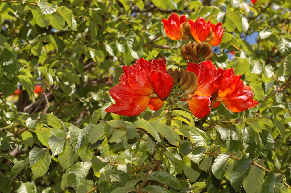 Bignoniaceae Spathodea campanulata