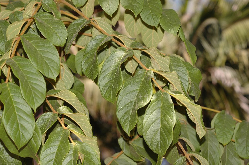 Bignoniaceae Spathodea campanulata