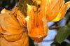 image of Spathodea campanulata