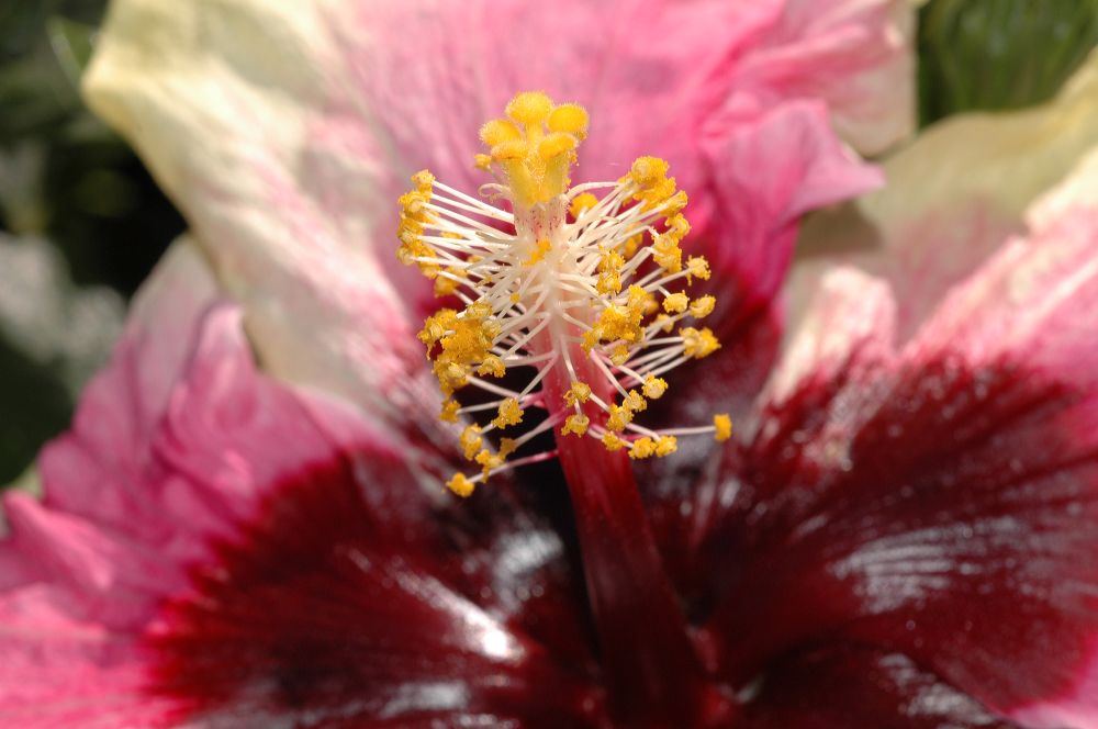 Malvaceae Hibiscus 