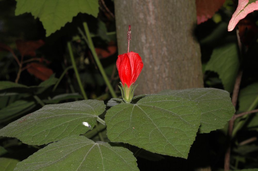 Malvaceae Malvaviscus 