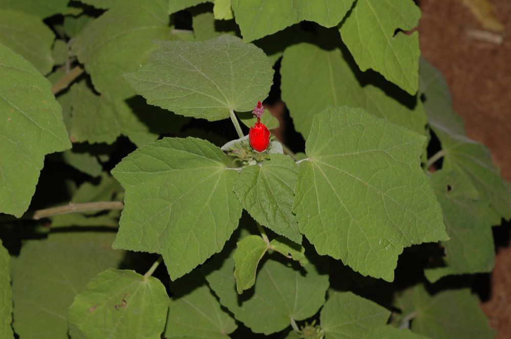 Malvaceae Malvaviscus 