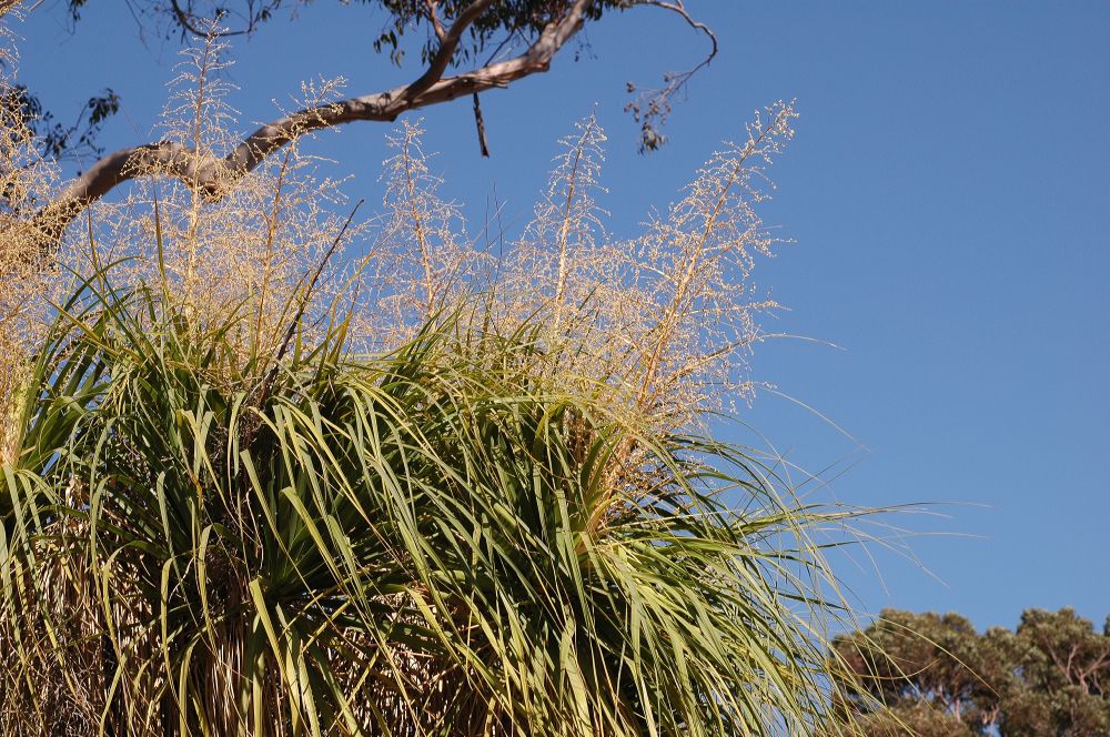 Asparagaceae Nolina recurvata