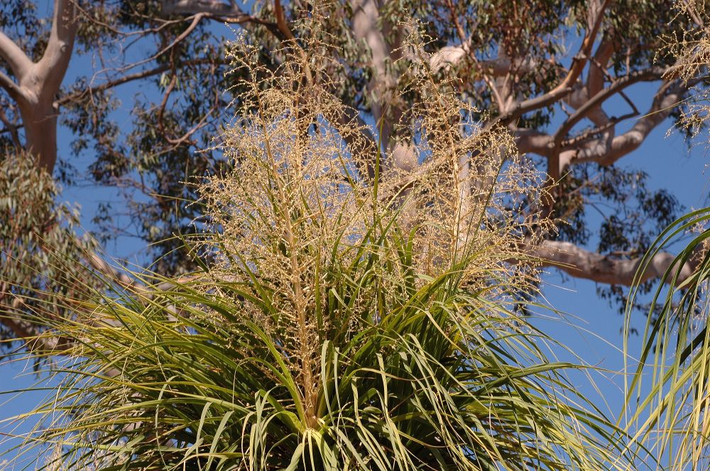 Asparagaceae Nolina recurvata