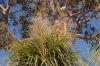 image of Nolina recurvata