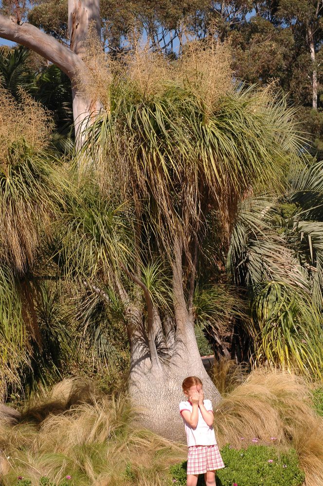 Asparagaceae Nolina recurvata