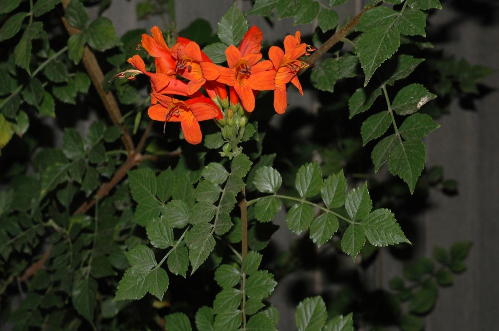 Bignoniaceae Tecomaria capensis