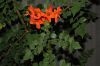 image of Tecomaria capensis