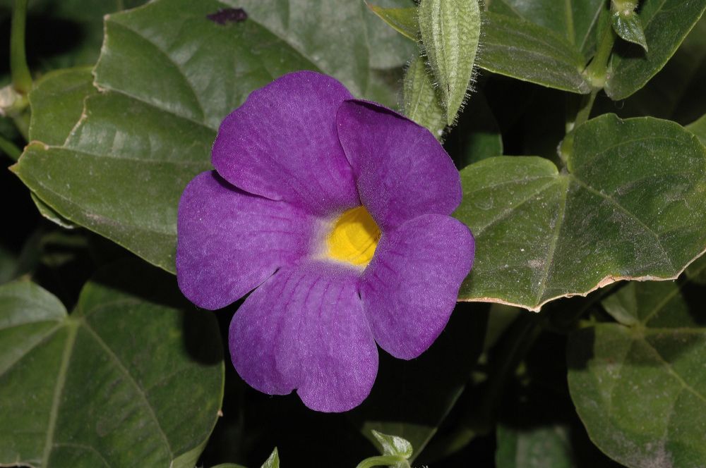 Acanthaceae Thunbergia battescombei