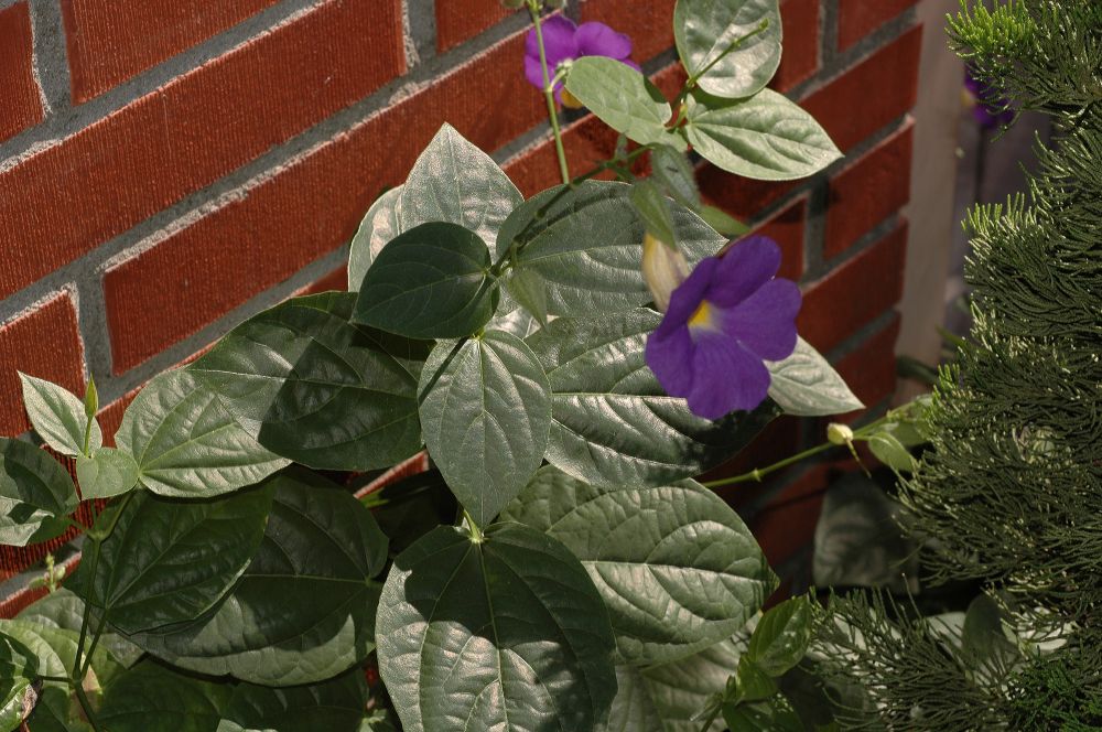 Acanthaceae Thunbergia battescombei